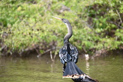 Anhinga anhinga