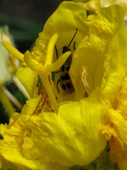 Diabrotica undecimpunctata