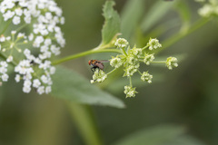 Gymnoclytia