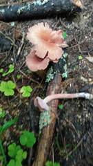 Laccaria bicolor