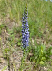 Veronica spicata