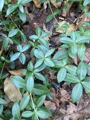 Vinca minor