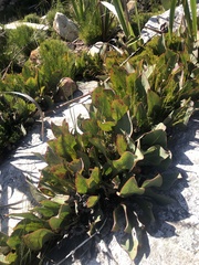 Protea scolopendriifolia