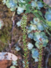 Platanthera elongata