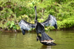Anhinga anhinga