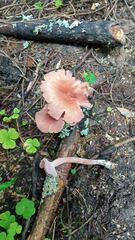 Laccaria bicolor
