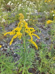Solidago