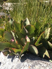 Protea scolopendriifolia