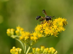 Physocephala rufipes