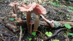Laccaria bicolor