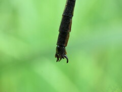 Arigomphus cornutus