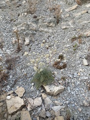 Seseli ponticum