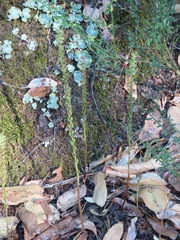 Platanthera elongata