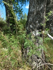 Artemisia gmelinii