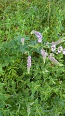Mentha