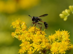 Physocephala rufipes