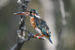 Alcedo atthis