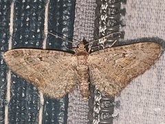 Eupithecia icterata