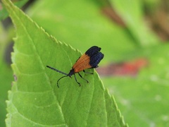 Calopteron terminale