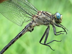 Arigomphus cornutus