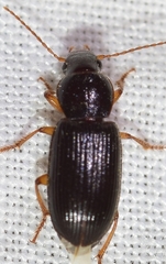 Ophonus ardosiacus