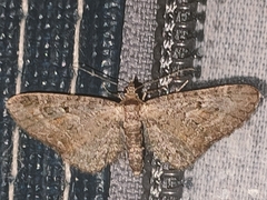 Eupithecia icterata