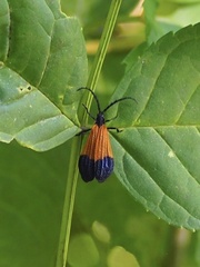 Calopteron terminale