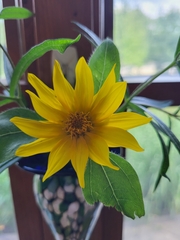 Helianthus maximiliani
