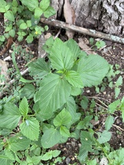 Malvastrum coromandelianum