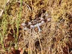 Libellula forensis
