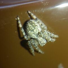 Larinioides ixobolus