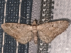 Eupithecia icterata