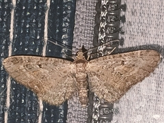 Eupithecia icterata