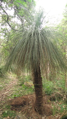 Xanthorrhoea glauca