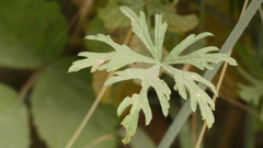 Malva moschata