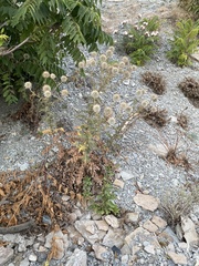 Echinops sphaerocephalus