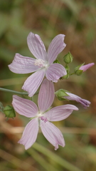 Malva moschata