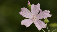 Malva moschata