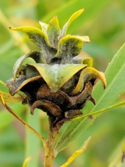 Rabdophaga rosaria