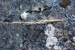 Festuca rubra