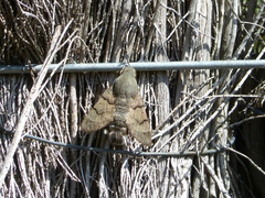 Macroglossum stellatarum