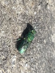 Chrysura