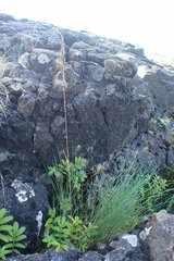 Festuca rubra