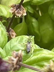 Agapostemon virescens