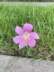 Zephyranthes