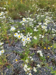 Erigeron strigosus