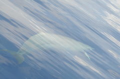 Mesoplodon europaeus