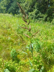 Echinochloa muricata
