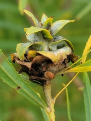 Rabdophaga rosaria