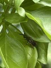 Agapostemon virescens